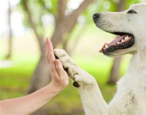 Kats and Dogs - Dog Training and Pet Behaviour
